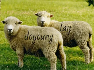 🐑 doyoung lay sheep, animals, field, cute whatsapp sticker