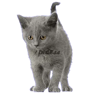 🐱 Dice54 chaton, chat, gris, gris, animal, animal de compagnie, mignon whatsapp sticker