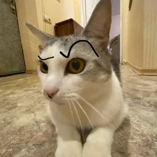 🤨 chat, chaton, animal, animal de compagnie, mignon, drôle, mème whatsapp sticker