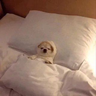 🐾 犬, 睡眠, ベッド, 可愛い, 動物, ペット telegram sticker