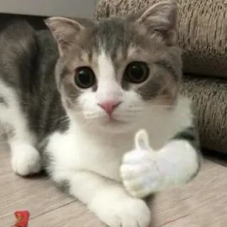 🪐 cat, thumbs up, animal, pet, cute telegram sticker