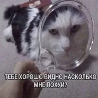 😎 ТЕБЕ ХОРОШО ВИДНО НАСКОЛЬКО МНЕ ПОХУЙ? gatto, specchio, russo, meme, offensivo, atteggiamento telegram sticker