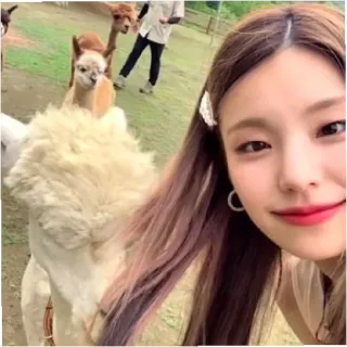 😡 alpaca, mujer, selfi, animal, lindo, divertido whatsapp sticker