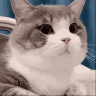 🐱 cat, animal, cute, kitten, pet whatsapp sticker
