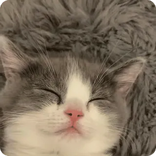 😴 kucing, anak kucing, tidur, lucu, hewan peliharaan, hewan, kucing domestik telegram sticker