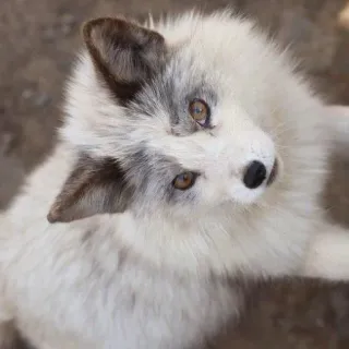 🦊 whatsapp sticker
