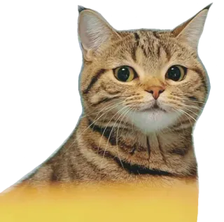 😸 kot, zwierzę domowe, zwierzę, kot domowy, kotowate, ssak telegram sticker