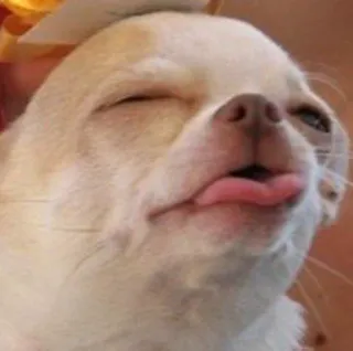 😝 hond, chihuahua, dier, huisdier, lief, grappig telegram sticker