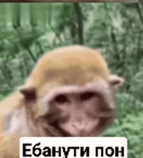 пон by @wh0rr :: @fStikBot whatsapp stickers