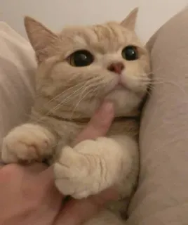 😻 gato, animal de estimação, animal, fofo, gato doméstico, gato malhado telegram sticker