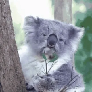 🌿 coala, animal, natureza, austrália, marsupial, vida selvagem whatsapp sticker