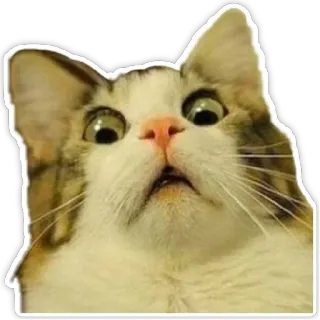 Cats memes @memeiju telegram stickers