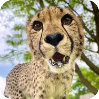 🦁 ชีตาห์, สัตว์, สัตว์ป่า, สัตว์เลี้ยงลูกด้วยนม, แมว, สวนสัตว์, ธรรมชาติ telegram sticker