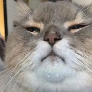 💦 gatto, animale, animale domestico, meme, divertente, carino, gatto grigio, gatto meme telegram sticker