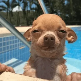 🐶 chihuahua, hund, welpe, pool, schwimmen, süß, tier telegram sticker