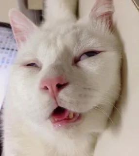 ✨ 猫, 搞笑, 动物, 宠物, 表情包, 可爱 telegram sticker