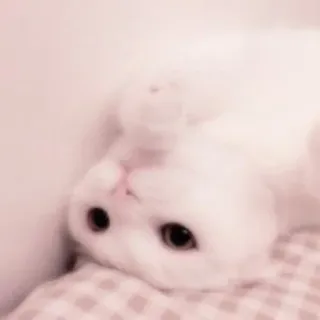 🐈 кот, котенок, питомец, милый, животное, белый, домашний, млекопитающее telegram sticker