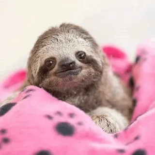 🦥 luiaard, schattig, dier, baby, roze, pootafdrukken telegram sticker