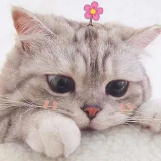 🐱 gato, gatinho, fofo, animal, flor, animal de estimação, gato cinza telegram sticker