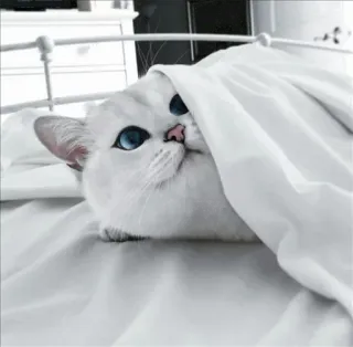 🌝 gato, gato branco, animal de estimação, animal, fofo, cobertor, cama, olhos azuis whatsapp sticker