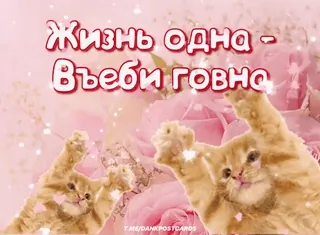 🌟 Жизнь одна - 
Въеби говно chat, russe, offensant, autocollant, humour, animaux telegram sticker