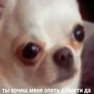 😡 ты хочеш меня опять довести да dog, chihuahua, meme, pet telegram sticker
