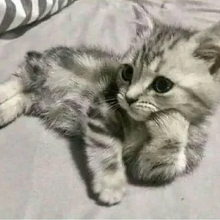 😺 chat, chaton, mignon, animal, animal de compagnie, pensif telegram sticker