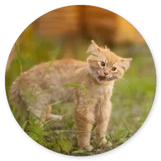 😛 cat, animal, kitten, feline, orange cat whatsapp sticker