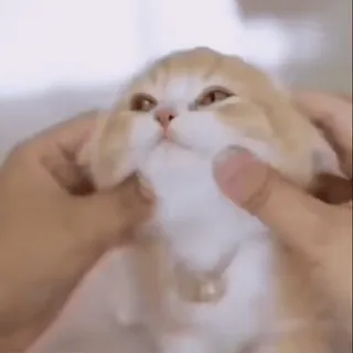 ☺️ cat, kitten, cute, animal, pet, domestic cat, Scottish Fold whatsapp sticker