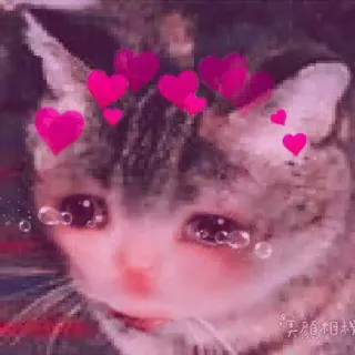 🐱 美颜相机 chat, pleurer, coeurs, triste, kawaii, mignon, filtre telegram sticker