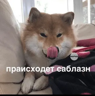 😏 Doge праисходит саблазн doge, shiba inu, meme, dog, licking, funny, russian text whatsapp sticker