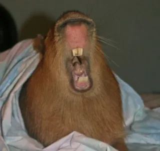 🥱 Capybara, Mammifère, Rongeur, Dents, Bâillement whatsapp sticker