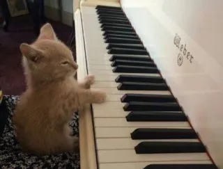 🎶 kotek, kot, pianino, muzyka, zwierzę domowe, zwierzę telegram sticker