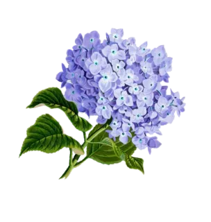 🌸 ortensia, fiore, pianta, floreale, natura, blu, fioritura whatsapp sticker