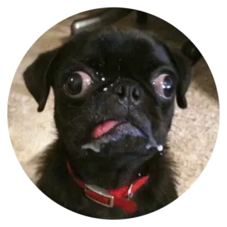 😨 Hund, Mops, Tier, süß, Haustier telegram sticker