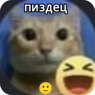 🙂 пиздец 고양이, 이모지, 밈, 러시아어, 욕설 telegram sticker