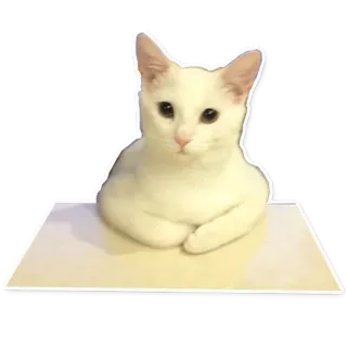 😐 cat, animal, white cat, cute, pet telegram sticker