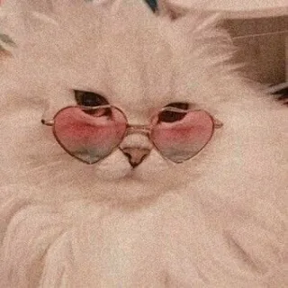 🌙 Katze, Sonnenbrille, Herz, Rosa, Süß, Tier telegram sticker