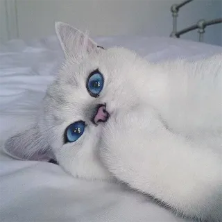 🤔 gato, gato branco, animal, olhos azuis, fofo, animal de estimação, gatinho telegram sticker