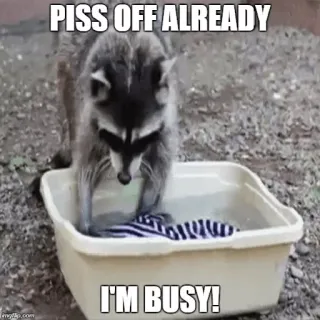 😒 PISS OFF ALREADY
I'M BUSY! mapache, gracioso, meme, animal, ocupado whatsapp sticker