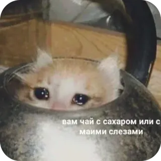 😭 crying cat вам чай с сахаром или с маими слезами telegram sticker