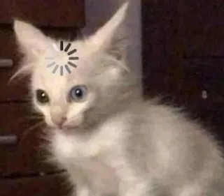 😳 cat, loading, thinking, animal, cute, meme telegram sticker