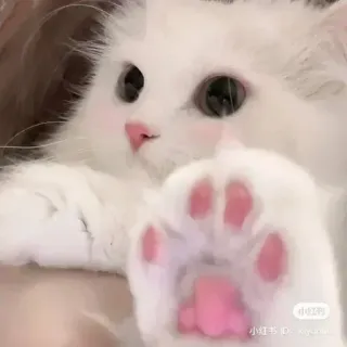 🤔 小红书 ID: Ayako_baby gato, gatito, lindo, mascota, animal, esponjoso, blanco, pata whatsapp sticker