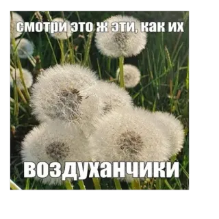 🫥 СМОТРИ ЭТО Ж ЭТИ, КАК ИХ ВОЗДУХАНЧИКИ telegram sticker