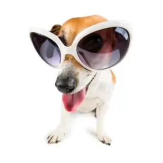 🐶 perro, gafas de sol, mono, animal, mascota, gracioso telegram sticker