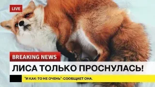 🌟 ЛИСА ТОЛЬКО ПРОСНУЛАСЬ!
"И КАК-ТО НЕ ОЧЕНЬ"-СООБЩАЕТ ОНА. fuchs, tier, nachrichten, eilmeldung, schlafend telegram sticker