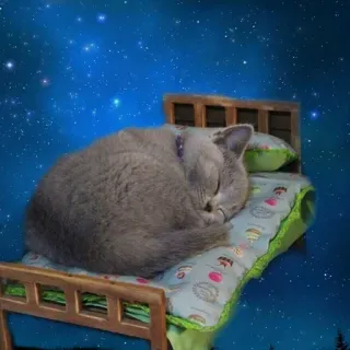 😴 kot, śpiący, łóżko, noc, gwiazdy, zwierzę, kot domowy telegram sticker