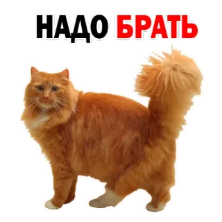 😂 НАДО БРАТЬ gato, gato laranja, russo, adesivo, meme whatsapp sticker