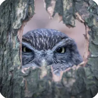 😠 gufo, uccello, natura, fauna selvatica, animale, albero, foresta telegram sticker