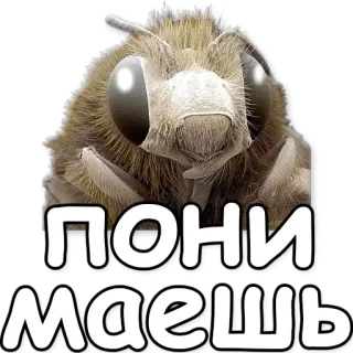 😀 ПОНИ
МАЕШЬ bee, bug, insect, funny, russian telegram sticker